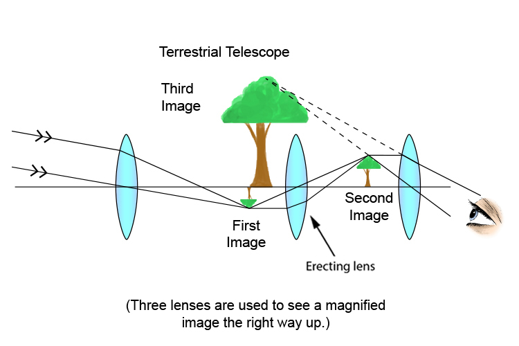 Ray diagram of a terrestrial telescope being used to magnify a tree